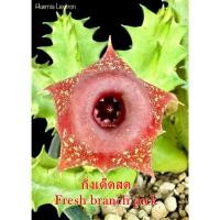 ราคา เก๋งจีน Huernia Lexitron *กิ่งเด็ดสด* แคคตัส ไม้อวบน้ำ Cactus and Succulent (28266229001)