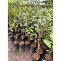 ราคา ต้นทุเรียนพวงมณี ต้นเสียบยอด ต้นใหญ่ แข็งแรง เสียหายเคลมฟรี (19178917563)