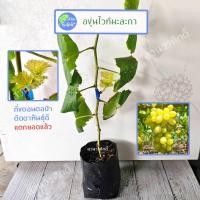 ราคา องุ่นไวท์มะละกา กิ่งตอนตอป่าติดตา (แตกยอดแล้วพร้อมปลูก) พันธุ์แท้100% (28200919712)