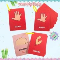 ราคา แฟลชการ์ดจิ๋ว FlashCard การ์ดภาพ หมวด ร่างกาย (26863745633)