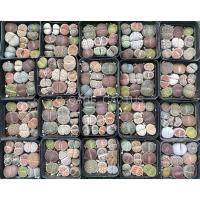 ราคา lithops ไลทอป จัดส่งทั้งกระถางขนาด7cm พร้อมส่ง ไลทอปสวยๆ (13197795573)