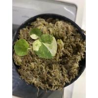 ราคา บอนนาญี่ปุ่นด่าง Colocasia yellow splach (13445436668)