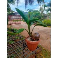 ราคา มะพร้าวบอนไซ ไม้ประดับสำหรับคนรักต้นไม้ (3246644732)