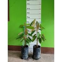 ราคา ต้นทุเรียนแดงอินโด สายพันธุ์อินโด กลิ่นหอม หวานมัน (12012437702)