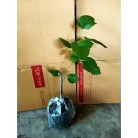 ราคา ต้นมัลเบอรี่ลูกดก หม่อน (7404606566)