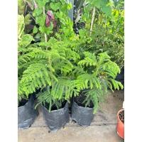 ราคา สนฉัตร Norfolk Island Pine สนฉัตรเป็นไม้ยืนต้นขนาดกลางหรือขนาดเล็ ใช้ปลูกประดับสวนปลูกในบริเวณบ้านให้ความสง่างามน่าดูมาก (27720989528)