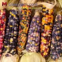ราคา ข้าวโพดอัญมณีแก้ว(Glass gem corn)สีรุ้ง(20เมล็ด) (7800430857)