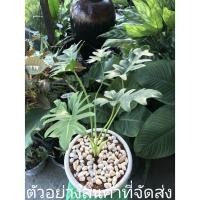 ราคา (ขาย ต้นพันธุ์) ซานาดู ฟิโลเดนดรอน ฟีโล Philodendron Xanadu ไม้พารวย (9018021081)