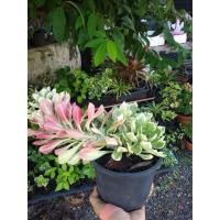 ราคา พญานาคราชด่าง ไม้มงคล กระถาง 5 นิ้ว (7933276798)