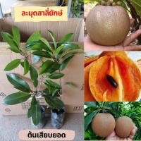 ราคา ต้นละมุดสาลี่ยักษ์ ต้นเสียบยอด ผลใหญ่มาก ความสูง35 ซม. 1 ปีติดผล ปลูกในกระถางได้ (26732841553)