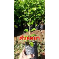 ราคา ต้นแคนา ต้นละ 29 บาทค่ะ (19135407026)
