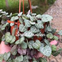 ราคา หัวใจ สายป่าน หัวใจเขียว น่ารักมาก กระถาง3นิ้ว(Chain of Heart / String of Heart) (8577525076)