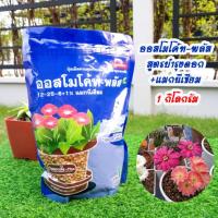 ราคา ออสโมโค้ท-พลัส ปุ๋ยสูตร 12-25-6+1% แมกนีเซียม (สูตรบำรุงดอก) ขนาด 1 กิโลกรัม (14623164740)