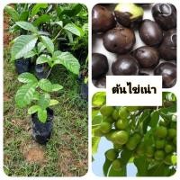 ราคา ต้นไข่เน่า ไข่เน่า ไม้โบราญ (25746236086)