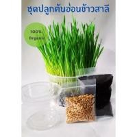 ราคา เมล็ดข้าวสาลี หญ้าแมว (Wheatgrass) ต้นอ่อนข้าวสาลี เมล็ดข้าวสาลี 100% Organic (8673909290)