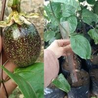 ราคา ต้นเสาวรสหวาน ญี่ปุ่น ลายหินอ่อน จำนวน 1 ต้น (ต้นจากกิ่งชำ) (15249636481)