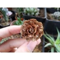 ราคา Pinecone ลูกสนจิ๋ว 2฿/ลูก ลูกสน สน สนสามใบ ลูกสนสามใบ ลูกสนป่า ลูกสนนำเข้า (8025474364)