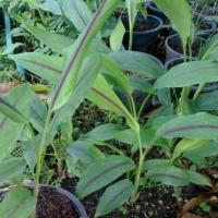 ราคา 2 เหง้า ว่านดอกทองมหาอุดม สุดยอดว่านมหาเสน่ห์แรงกล้า เป็นไม้โบราณไทยสายเสน่ห์ (5491216064)