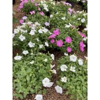 ราคา พิทูเนีย ต้นพิทูเนี่ย ไม้ดอกหลากสี (6303807908)