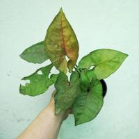 ราคา Syngonium ต้นออมชมพูสามสี ออมนาคชมพูสามสี (6091311281)