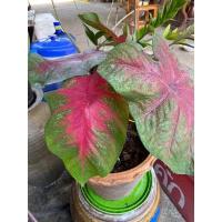 ราคา บอนสี บอนบ้าน เงาะถอดรูป สีสวย ลำต้นแข็งแรง ต้นใหญ่ ฟอร์มกอแม่ (15909427533)