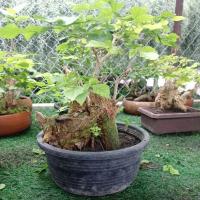 ราคา มั่งมีมั่งคั่งหรือหมากเล็กหมากน้อย (22171364165)