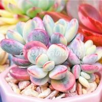 ราคา เมล็ดพันธ์ไม้อวบน้ำหายาก Succulent (20175732718)