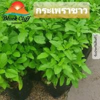 ราคา ต้นกระเพรา กระเพราขาว ต้นไม้ เมล็ดพันธ์ พันธุ์ไม้ เมล็ดพันธุ์ สวนเขาหมาก ผักสวนครัว (5692492536)