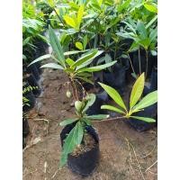 ราคา กระดิ่งนางฟ้า ดอกมีกลิ่นหอม (9075483088)