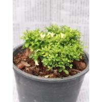 ราคา ต้นแก้วแคระดอกหอม #ต้นไม้ดัด#ต้นไม้จัดสวนถาด (5588345549)