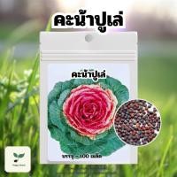 ราคา เมล็ดพันธ์ุคะน้าปูเล่ 100 เมล็ด เมล็ดพันธุ์ผัก เมล็ดพันธุ์พืช ปลูกผักสวนครัว ปลูกผักกินเอง (24438786896)