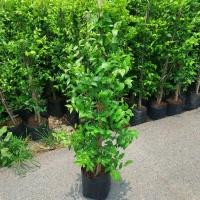 ราคา ต้นโมกพวงไม้มงคล กลิ่นหอมเย็น (18879065898)