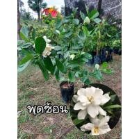 ราคา ต้นดอกพุดซ้อน เศรฐีบางใหญ่ ดอกหอม ให้ดอกไว (3353112985)