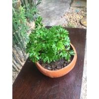 ราคา Garden Home ต้นเล็บครุฑแคระ ต้นเล็บครุฑแคระในกระถางดินเผา (5336467381)