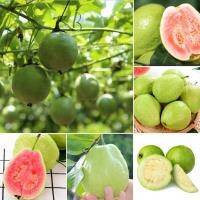 ราคา ปลูกได้ทั่วไทย ปลูกง่าย Guava Seeds 100 เมล็ด พันธุ์ไม้ผล เมล็ดพันธุ์ ต้นไม้มงคล พันธุ์ไม้ดอก ต้นพันธุ์ผลไม้ ต้นผลไม้ (13650563371)