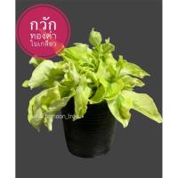 ราคา ต้นกวักทองคำใบเกลียว ขนาด3นิ้ว ส่งพร้อมกระถาง (25930347099)