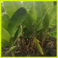 ราคา หน่อกล้วยเล็บมือนางพร้อมปลูก (3852238217)