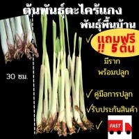 ราคา ต้นพันธุ์ตะไคร้แกง 20ต้น แถมฟรี5ต้น ต้นยาว30ซม พันธุ์พื้นบ้าน มีรากพร้อมปลูก หน่อตะไคร้ ตะไคร้สด สมุนไพร ผักสวนครัว (11945102813)