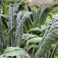 ราคา ผักเคล ลาชินาโต - Lacinato Kale 50 ,100 , 200 เมล็ด (7018503064)