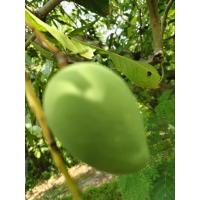 ราคา มะม่วงแก้วโบราณ ผลดิบแก่จัด หรือผลสุก รสชาติหอมหวานอร่อย 15 บาทต่อ 1 กก. (40151918414)