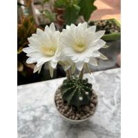 ราคา อิชินอปฟอร์มกอ ไม้ชำหน่อ echinopsis ขนาด 2-4 นิ้ว ดอกสีขาว (25725647727)