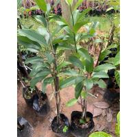 ราคา ต้นละมุดกระสวยมาเลย์ (25689712726)