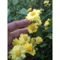 ราคา ต้นเก็กฮวยดอกเหลือง (ขอดูสินค้าก่อนกดสั่งชื้อได้เลย) (41703548412)