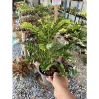 ราคา ต้นเมตตามหานิยม ในกระถาง 5 นิ้ว (15549944243)