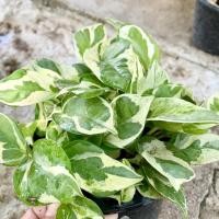 ราคา พูลงาช้างด่าง | พร้อมกระถาง 6 นิ้ว (13921088353)