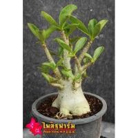 ราคา 1 ต้นชวนชมยักษ์ ดอกชมพู (5065089728)