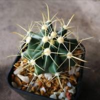 ราคา เฟอโรเล็บเหยี่ยว แคคตัส (11600580139)