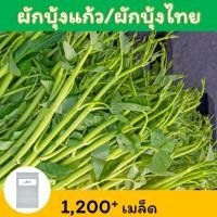 ราคา ⊙¤๑แพ็คสุดคุ้ม # ผักบุ้งแก้ว เมล็ดพันธุ์ 1,200+ เมล็ด (Thai Water Spinach Seeds) เมล็ดผักบุ้งไทย ผักบุ้งน้ำ ผักบุ้งเย็นต (10419252430)