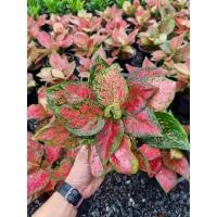 ราคา อัญมณี​แดง ❣️ ต้นไม้มงคล ไม้พุ่มขนาดเล็ก (7392244291)