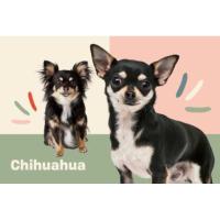 ราคา ตุ๊กตาน้องหมาชิวาว่า Chihuahua (17382172123)